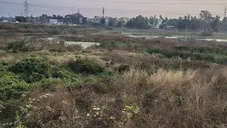 Kagglipura lake/ ಕಗ್ಗಲಿಪುರ, Bengaluru #nature #lake #lakeview #lakes #bangalore #bengaluru 