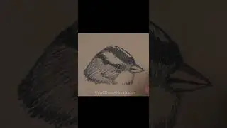 White-Crowned Sparrow Sketch (Pen and Markers)