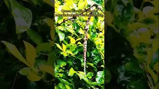 #Common paper wasp#Ropalidia fasciata#Indian wasps#Caring larvae & nest#Nature lovers#students