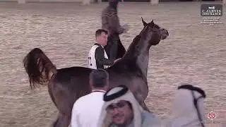 N 172 FALAH AL ADEED   7th Souq Waqif International Arabian Horse Show 2026   Colts 3 Years Old Clas