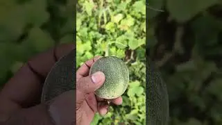 #కూరగాయలు #vegetables#telugushorts #viralvideo #nature #music #farming #viralvideo #youtubeshorts