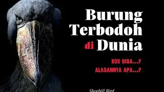 Burung purba dikenal yang Terbodoh di Dunia, ko bisa?!!!