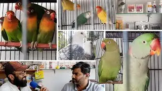 Visit Usman Exotic Birds Sadiqabad