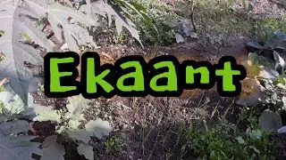 EKANT | A Short Film on Solitude & Nature | Hindi Short Film  