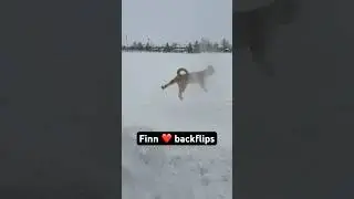 We can&rsquo;t get him to stop 🤣 #addicted #funny #dog #backflip #athletics