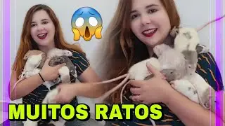 Você teria RATOS de estimação? Conheça alguns dos meus machos de RATO TWISTER | Vivian Roncon
