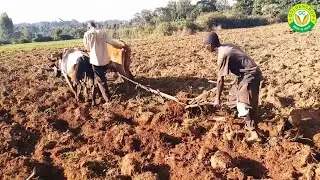 Working Video & Useful Information about Golden Crop OX Drawn Plough by R G Industries, India