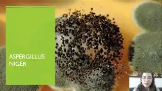 Enantioselective synthesis of ephedrine using an enzyme from the fungus Aspergillus niger