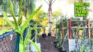 HOW I PROTECT My DRAGON FRUIT in the WINTER / COLD WEATHER DRAGON FRUIT TOUR