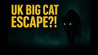 UK Big Cat Escape?! Real Sightings & Government Secrets
