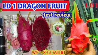LD 1 Dragon fruit test review/ LD 1 Dragon fruit sugar test