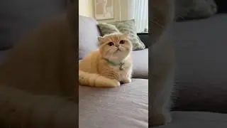 Cute Cat Sitting On Sofa #meow #cute #lion #dog #fluffy #lovelycat #kitty