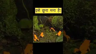 इतना छोटा&hellip; लेकिन इतना ज़हर? 😳 ये मेंढक छूना भी मौत है #shorts