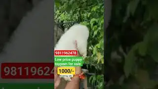 low price puppy for sale | toy pom puppy for sale | cheapest dog market in delhi all puppy available