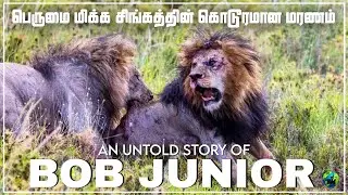Story of BOB JUNIOR Lion | The lion king of serengeti | Snyggve and Tryggve lions | Tamil | Bioworld