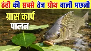 सबसे ज्यादा मुनाफा वाली ग्रास कार्प मछली पालन || Fish Farming 