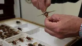 Pollinator Week | National Insect Collection