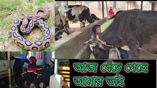 আমার ভাই এর কী হলো। 😭😭#farming #dairyfarm #lokeshdeyfarm #cow 