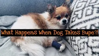 😵 MY DOG TOOK SUBOXONE!!! Buprenorphine Subutex Dental Teeth Cleaning