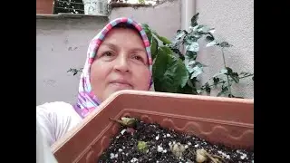 LİLYUM  YAVRU SOĞAN  EKİMİ / YAVRU SOĞANLAR İLE LİLYUM ÜRETİMİ NASIL YAPILIR