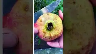 Fresh Pomegranates Fruits