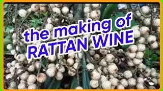 How to make RATTAN WINE