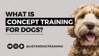 What Is Concept Training For Dogs? The Positive Dog Training Practice Explained