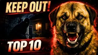 Top 10 Guard Dogs Every Home Needs for Security