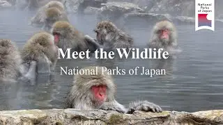 Meet the Wildlife | National Parks of Japan