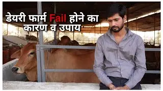 Dairy Farm,Fail होने का कारण और समाधान। why dairy farms Fail ? Feed management in Dairy Farming ।