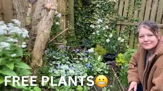 Transplanting Self Seeded Brunnera | Potting Up Sedum Lemon Ball Cuttings #aprilgarden  #gardening
