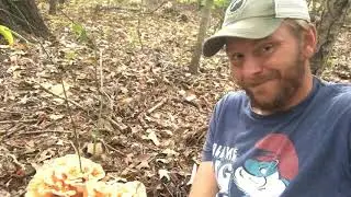 Watch a Chicken of the Woods Grow from Start to Harvest pt 2 Medium