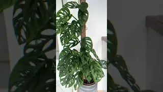 Broken Heart Plant 💚 Easy Indoor Plant Decor Ideas#shorts#indoorplants#plants#garden#plantdecor