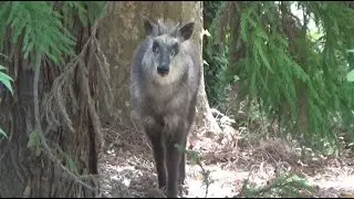 じっと見つめられ…「ニホンカモシカ」が神社に出没　境内をうろうろ　「びっくり！このあたりで初めて見た」