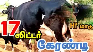 17லிட்டர் கறவை திறன் கொண்ட Hf சினை மாடு விற்பனைக்கு வந்துள்ளது இரண்டாம் ஈத்து மாடு #hfjersey#cow #hf