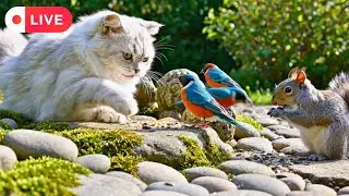 Cat TV ~ Summer Garden 🌞 Birds 🕊️ and Squirrels 🐿️ 6 Hours of Gentle Cat Relaxation 🐱