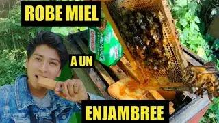 Destape un caja de ABEJAS solo para comer pan tostado con miel | No lo hagan sin ningún profesional