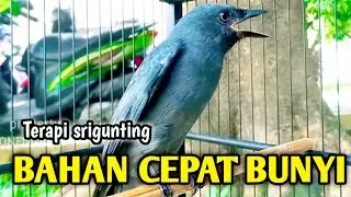 srigunting abu abu gacor AMPUH buat PANCINGAN srigunting abu biar bunyi | burung srigunting gacor 