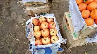 Today's Fruit Prices | Narowal Market Pakistan 🍎🍌🍉