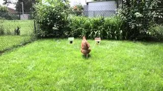 Carly the Chicken's July 8th Prediction