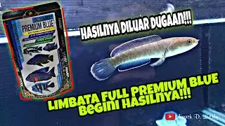 TERBUKTI MAKIN BIRU!! Channa Limbata Full Pelet Premium Blue