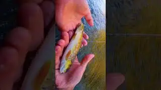 Pesca a Mosca en el R&iacute;o Orbigo Leon Espa&ntilde;a #hiphop este R&iacute;o tienes muchas truchas