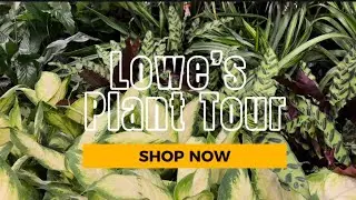 Lowe’s Plant 2026:#houseplants #plantlover #plants 