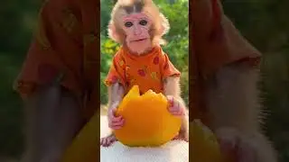 Cute Baby Monkey Eating Mango 🍋 | Adorable Tiny Munching Moment #babymonkey #mango #cutebabies