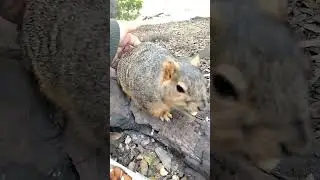 Heart Stolen By The Sloth Squirrel 122125
