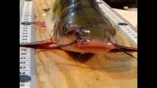 MVI 6556 Ictalurus punctatus