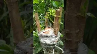 biggest Java Plum grafting/jamun tree successful graft #javaplum #shorts #grafting #shortsfeed #diy
