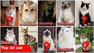 India ke Top 10 sabse mehange cats: Price aur kahan milenge? Sab kuch jaaniye is video mein!