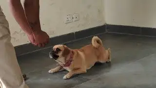 Pug dog training #best #doglover #dogowner #dogtraining #pug