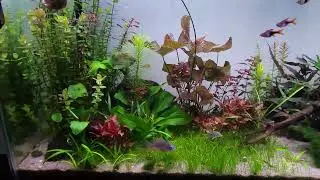 55 gallon freshwater CO2 community Keyhole Cichlid tank.